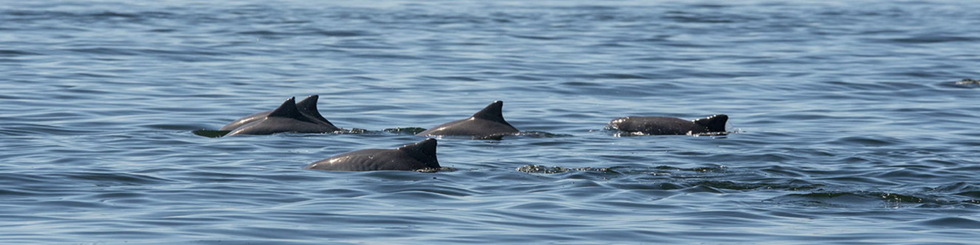 Delfine