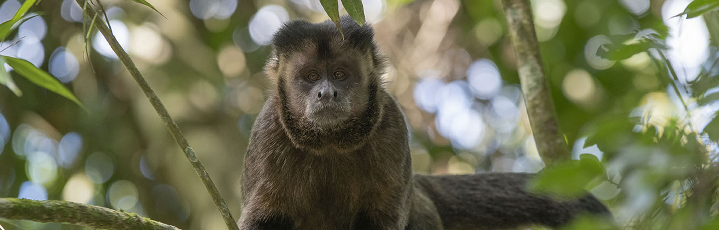 Macaco-prego  Animals beautiful, Africa animals, Rare animals