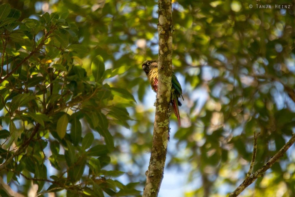 Vogelwelt Brasiliens