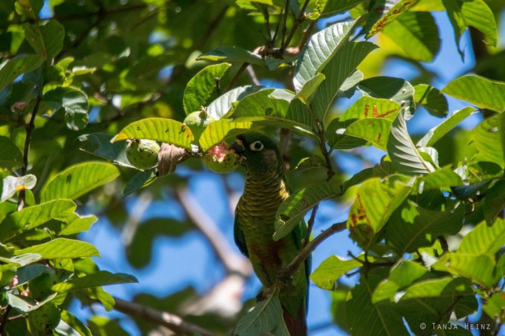 Vogelwelt Brasiliens