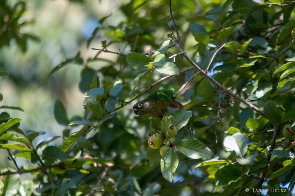 Vogelwelt Brasiliens