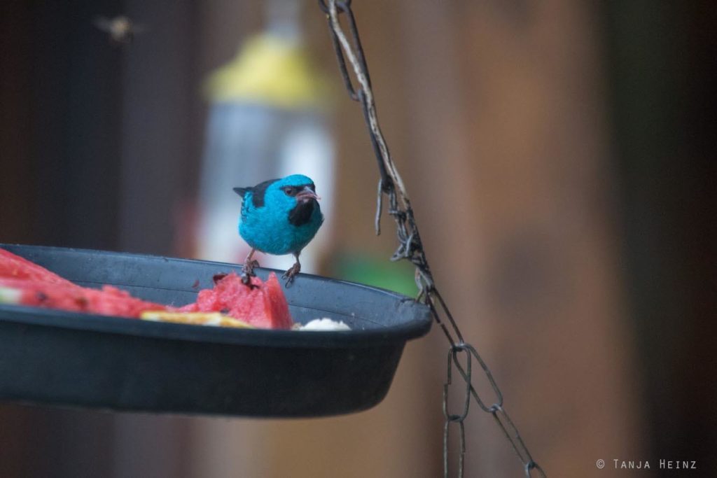 Vogelwelt Brasiliens