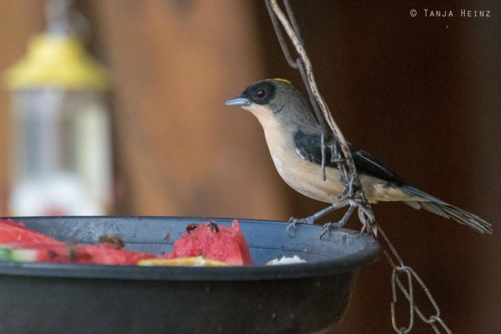Vogelwelt Brasiliens