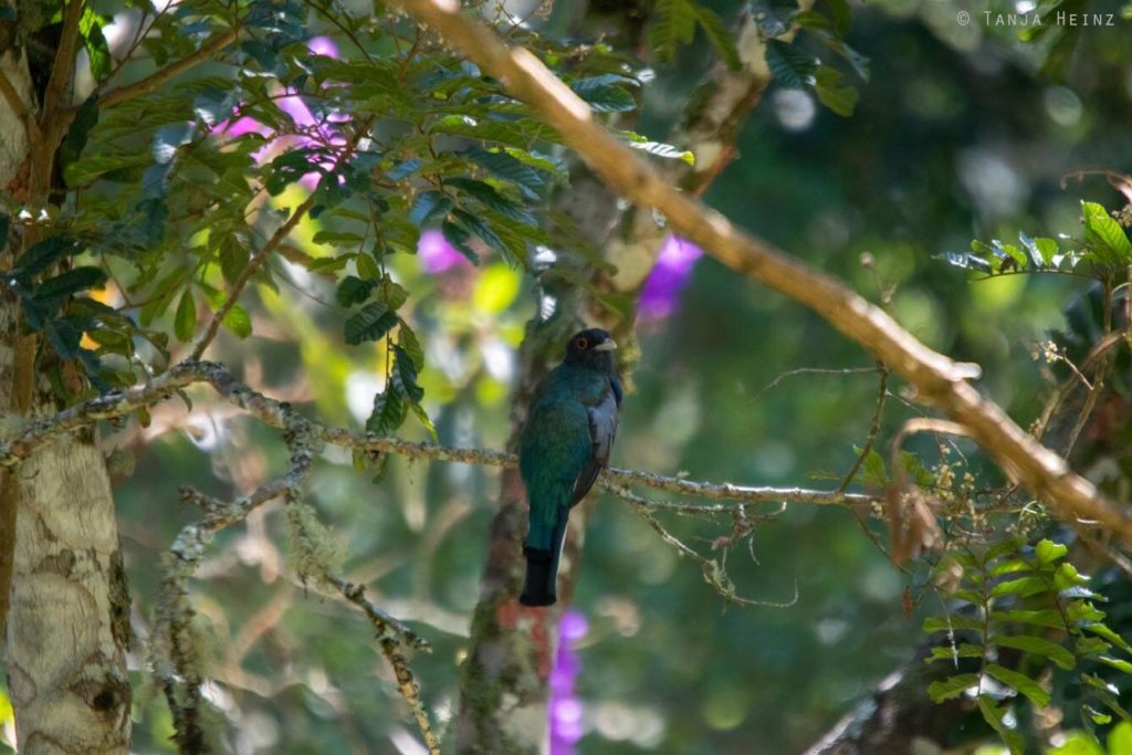 Vogelwelt Brasiliens