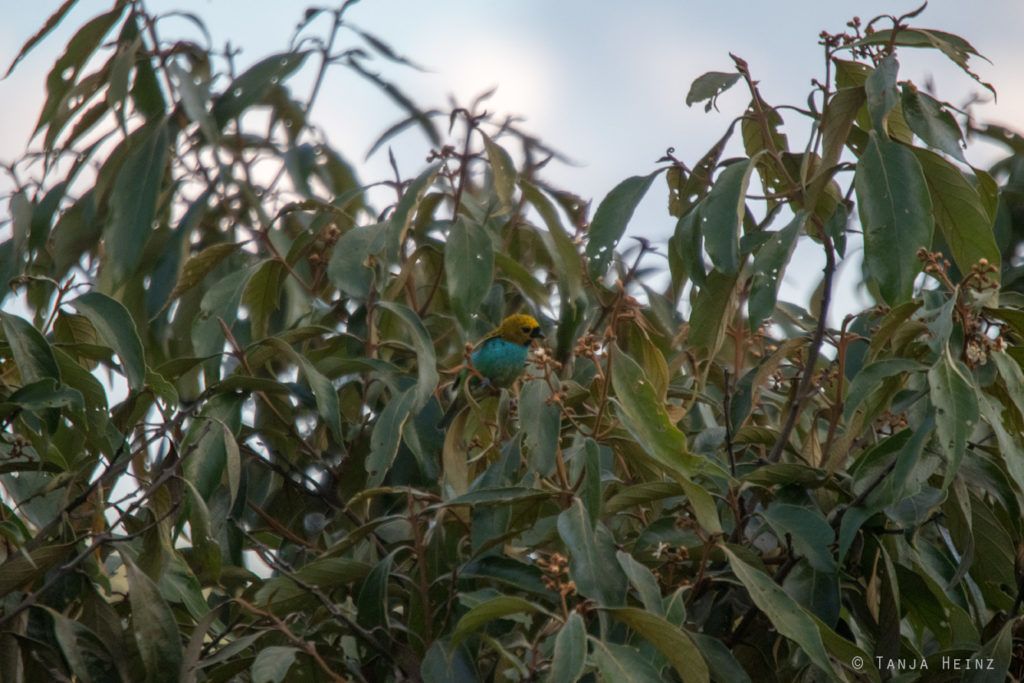 Vogelwelt Brasiliens
