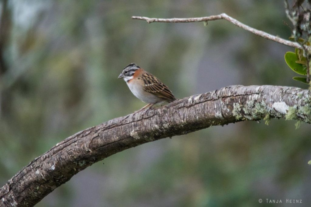 Vogelwelt Brasiliens