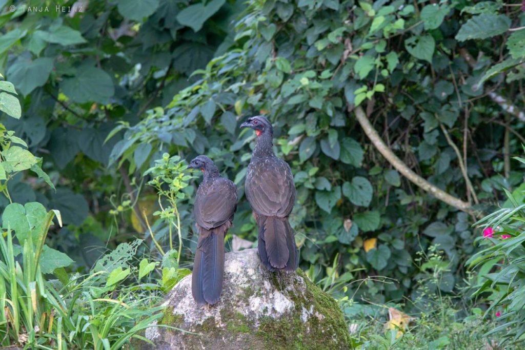 Vogelwelt Brasiliens