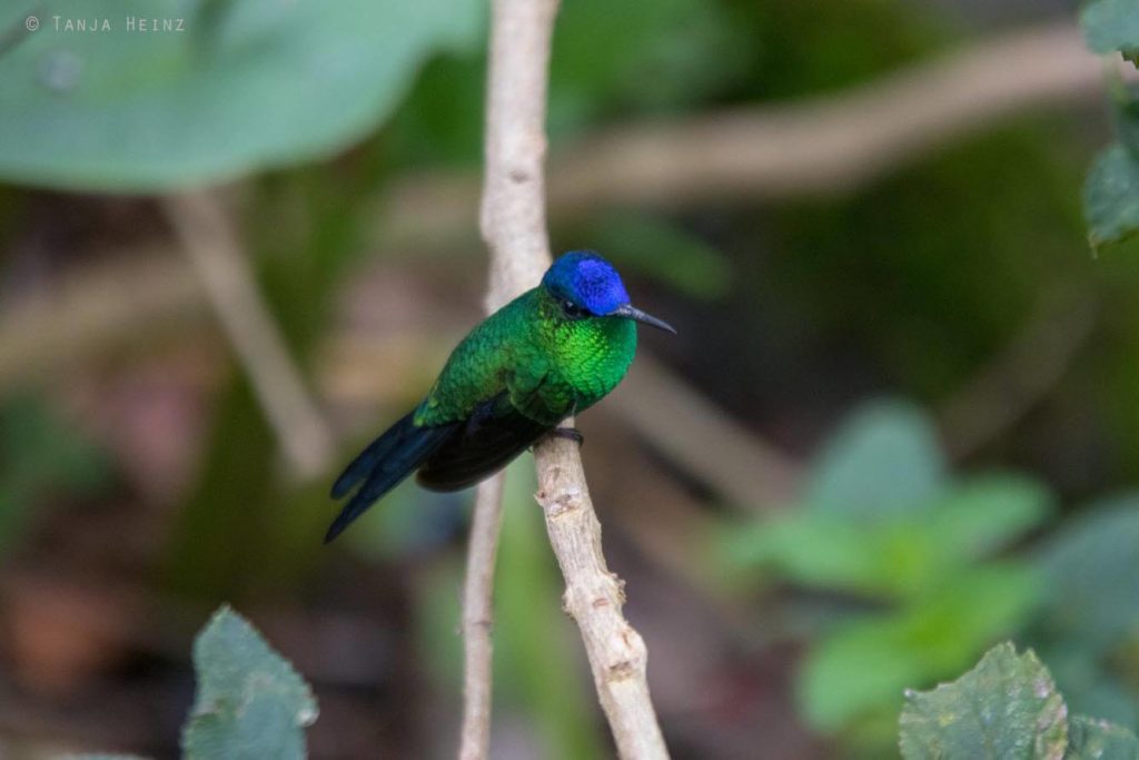 Vogelwelt Brasiliens