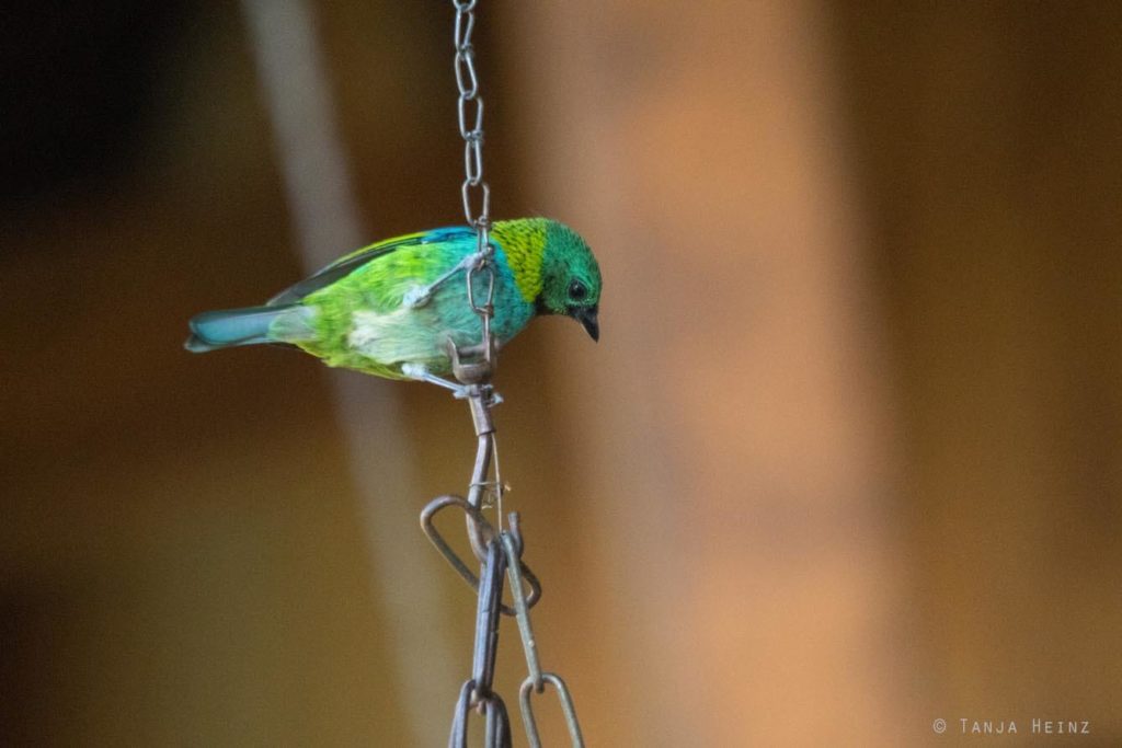 Vogelwelt Brasiliens