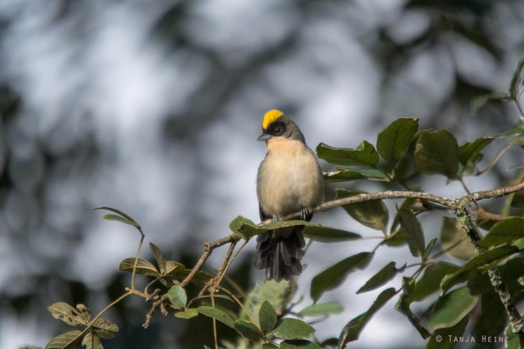 Vogelwelt Brasiliens