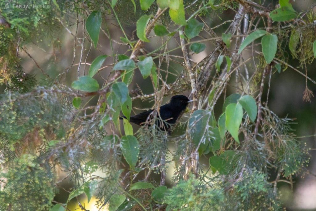 Vogelwelt Brasiliens