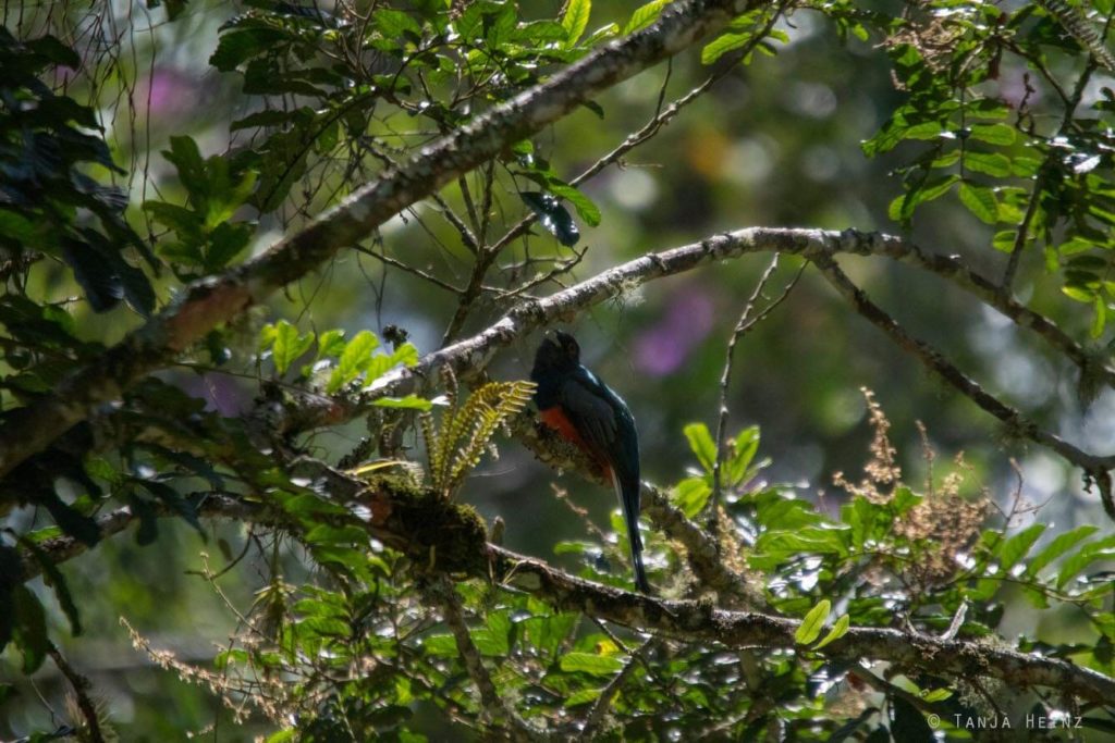 Vogelwelt Brasiliens