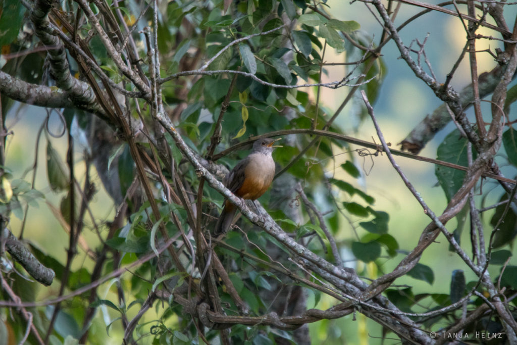 Vogelwelt Brasiliens