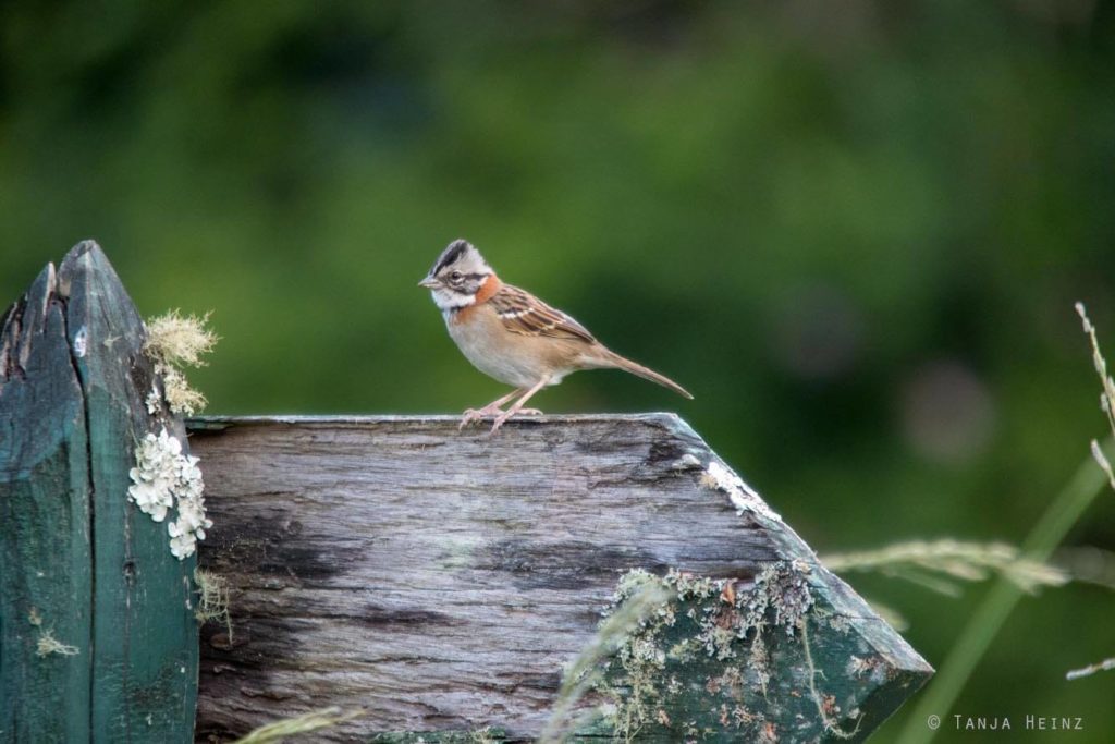Vogelwelt Brasiliens