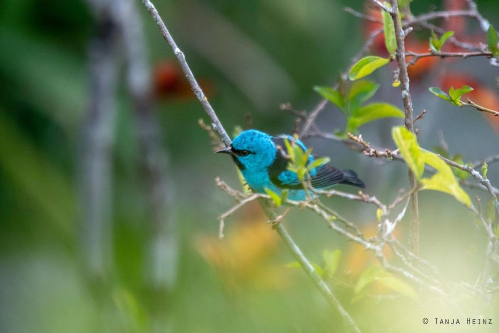 Vogelwelt Brasiliens