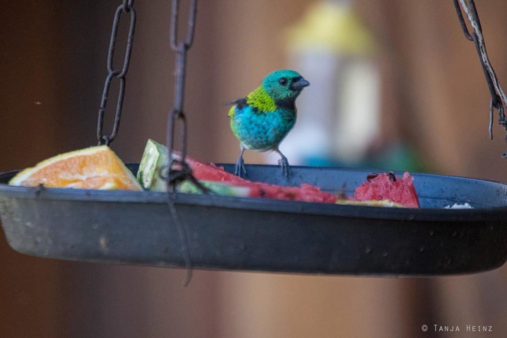 Vogelwelt Brasiliens