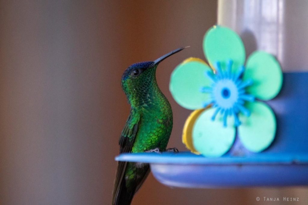 Vogelwelt Brasiliens