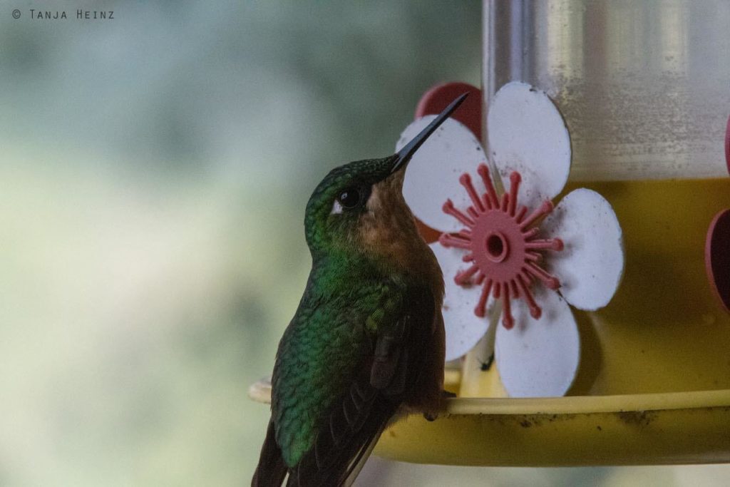 Vogelwelt Brasiliens