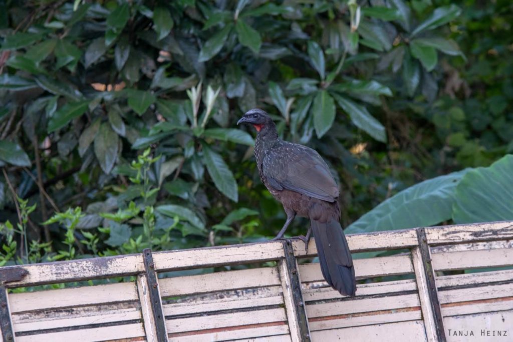 Vogelwelt Brasiliens