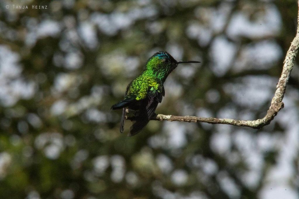 Vogelwelt Brasiliens