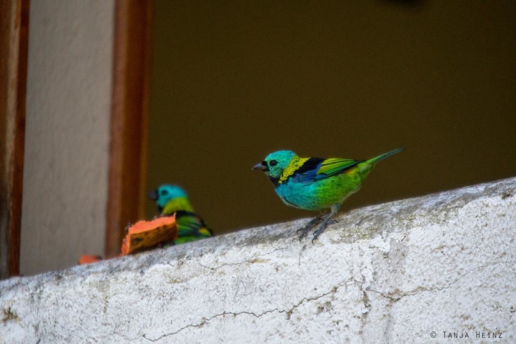 Vogelwelt Brasiliens