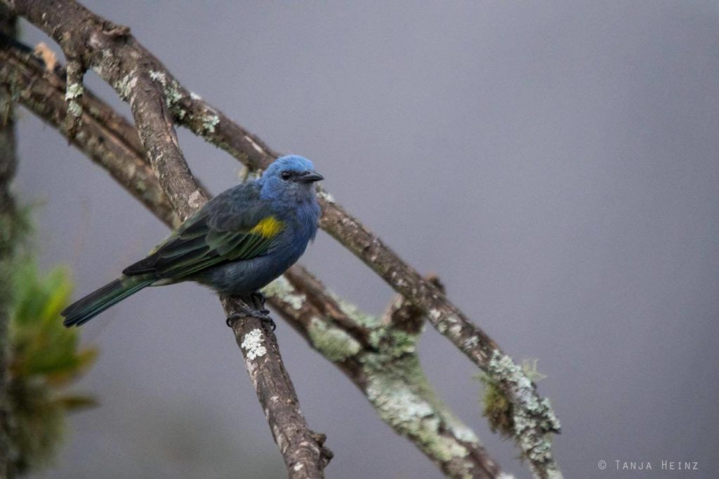 Vogelwelt Brasiliens