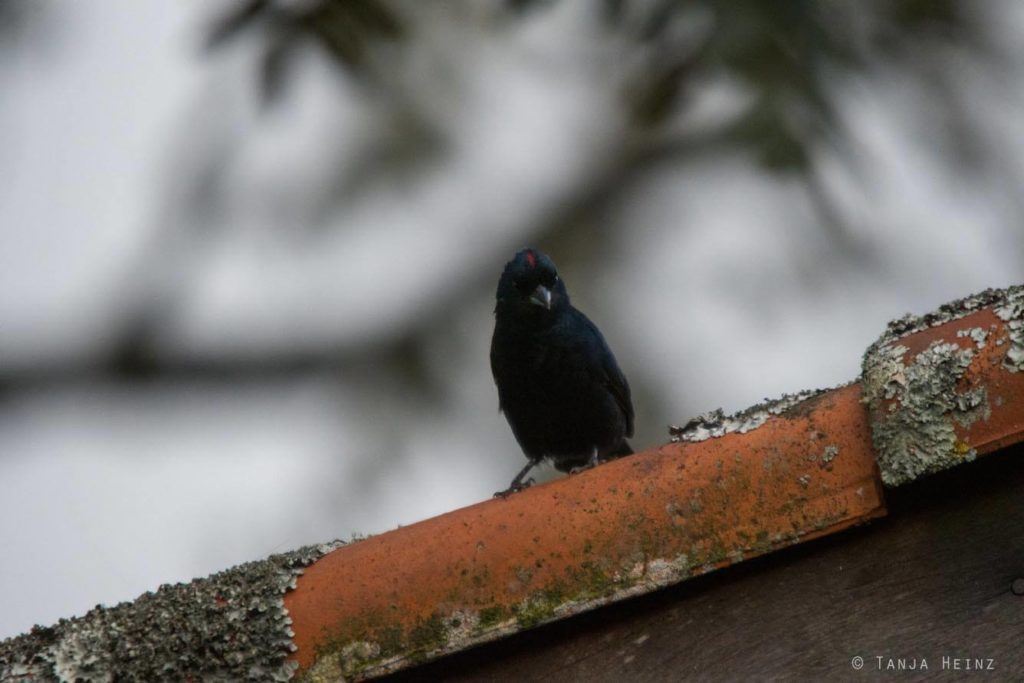 Vogelwelt Brasiliens