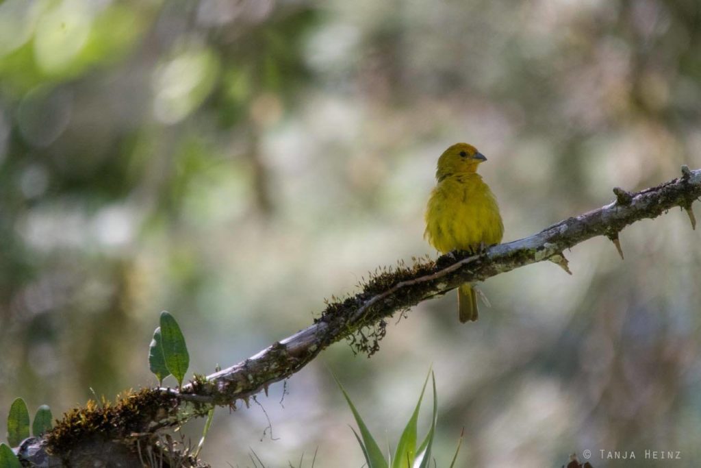 Vogelwelt Brasiliens