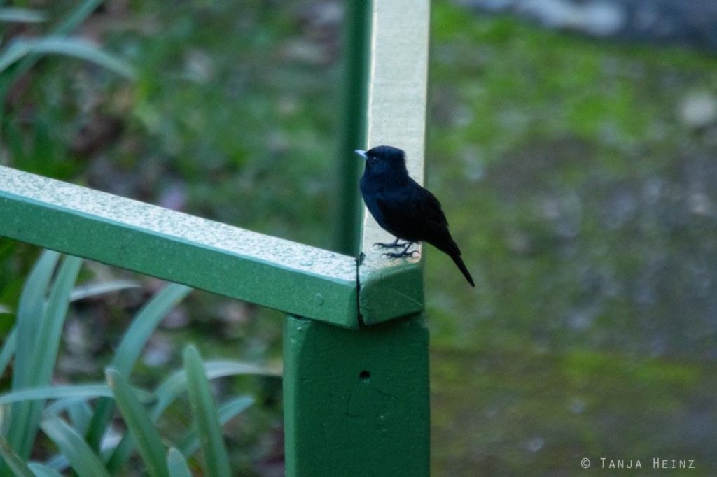 Vogelwelt Brasiliens