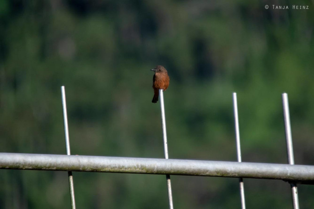 Vogelwelt Brasiliens