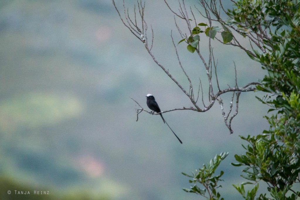 Vogelwelt Brasiliens