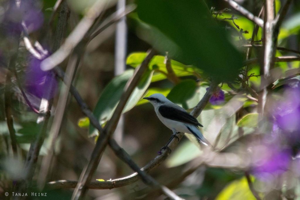 Vogelwelt Brasiliens