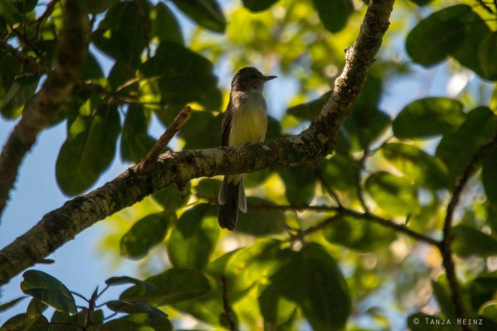 Vogelwelt Brasiliens