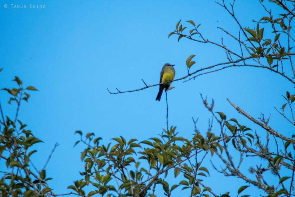 Vogelwelt Brasiliens