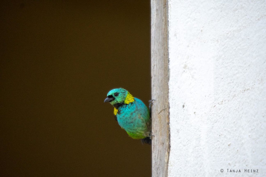 Vogelwelt Brasiliens