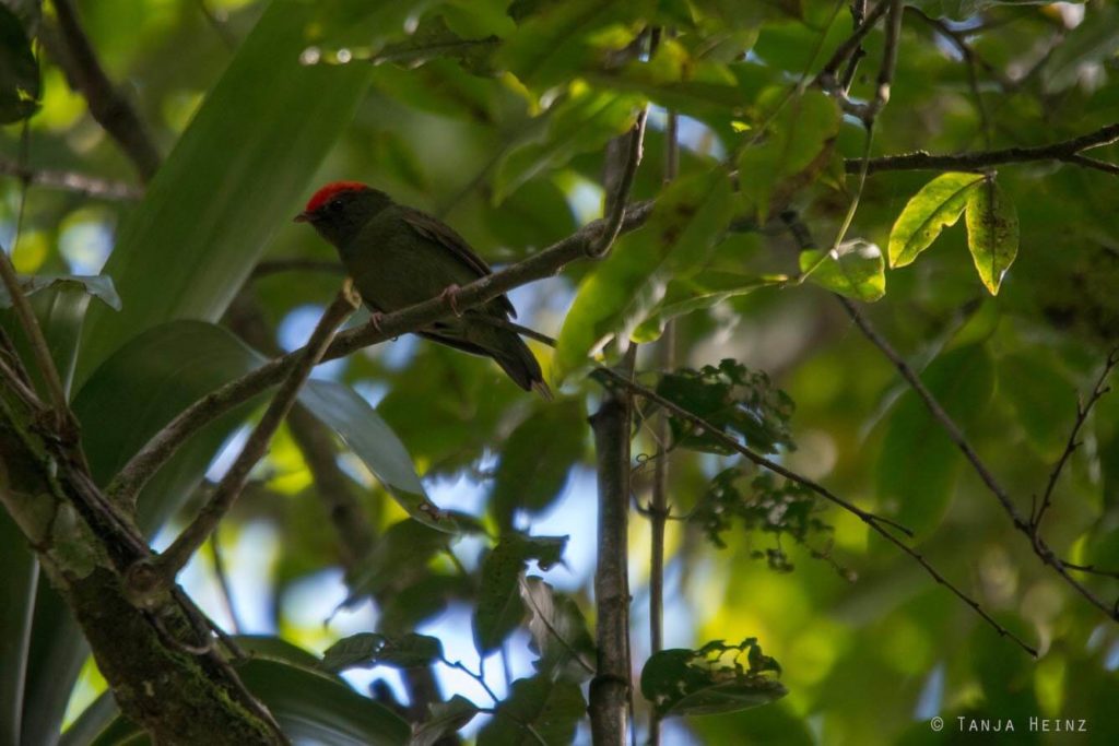 Vogelwelt Brasiliens
