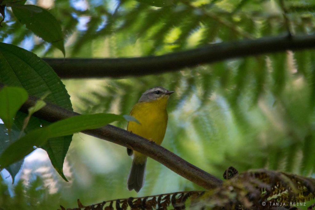 Vogelwelt Brasiliens