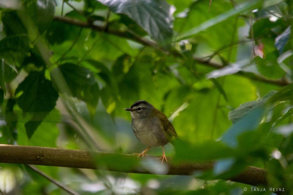 Vogelwelt Brasiliens