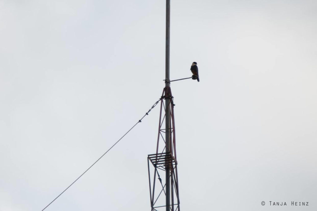 Vogelwelt Brasiliens