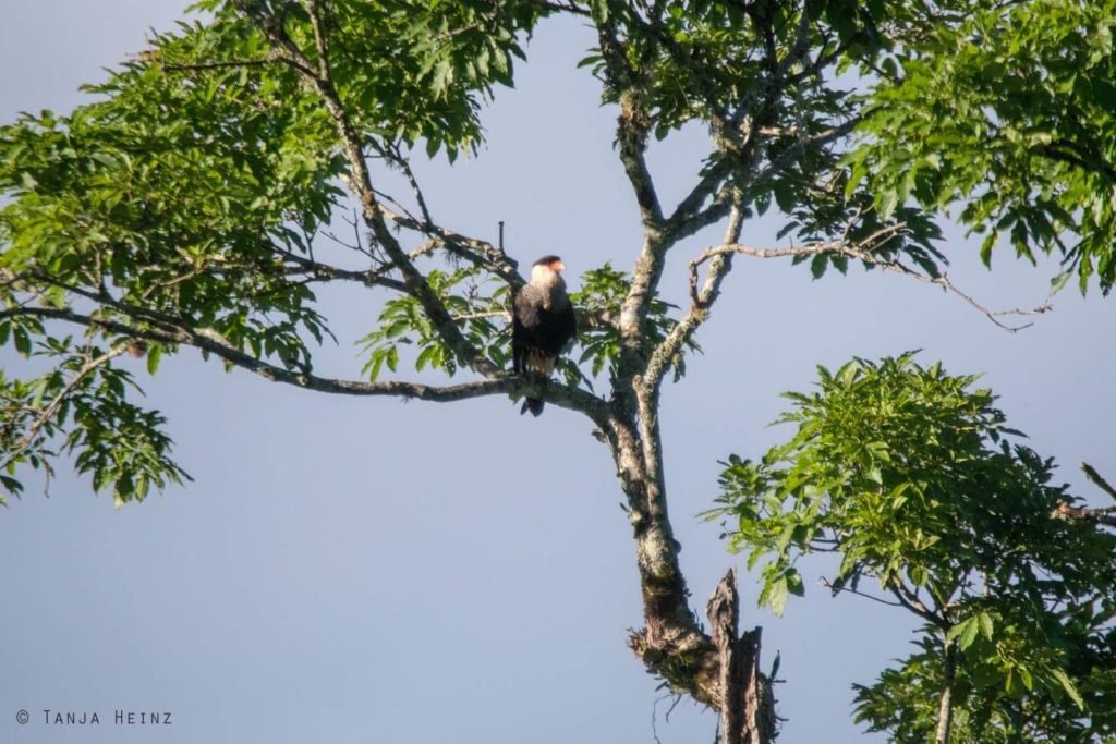 Vogelwelt Brasiliens