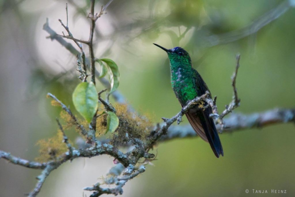 Vogelwelt Brasiliens