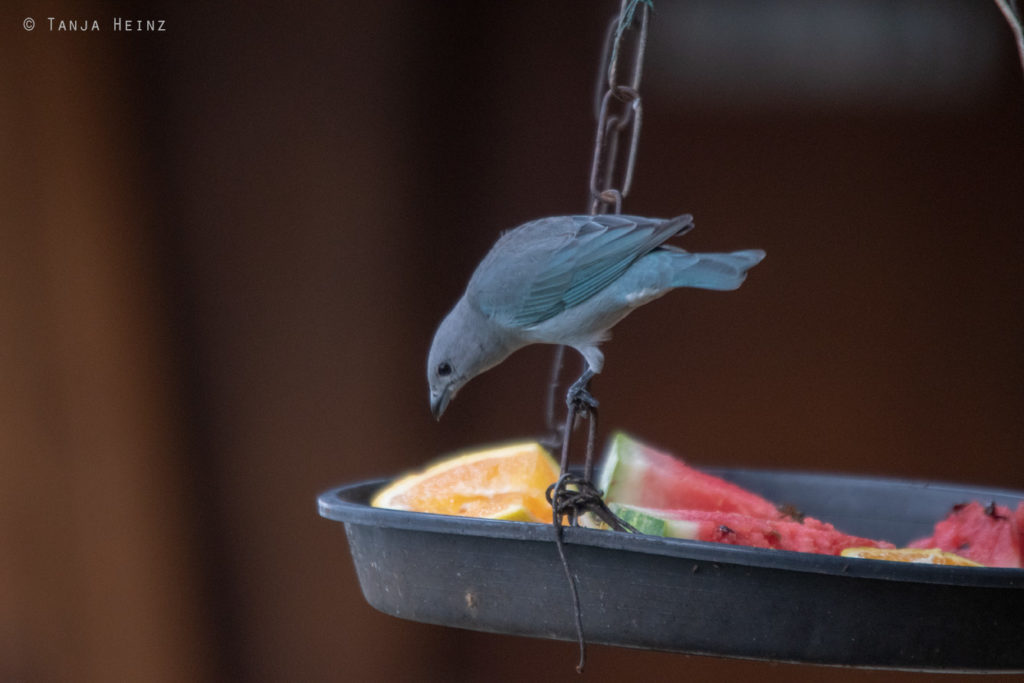 Vogelwelt Brasiliens