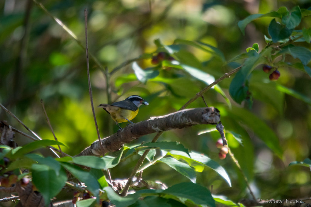 Vogelwelt Brasiliens