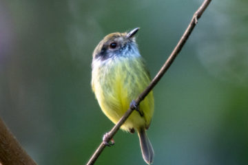 Vogelwelt Brasiliens