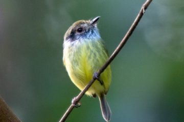 Vogelwelt Brasiliens