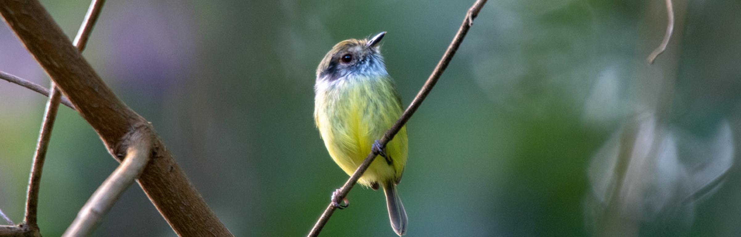 Einblick in die Vogelwelt Brasiliens im Itatiaia Nationalpark