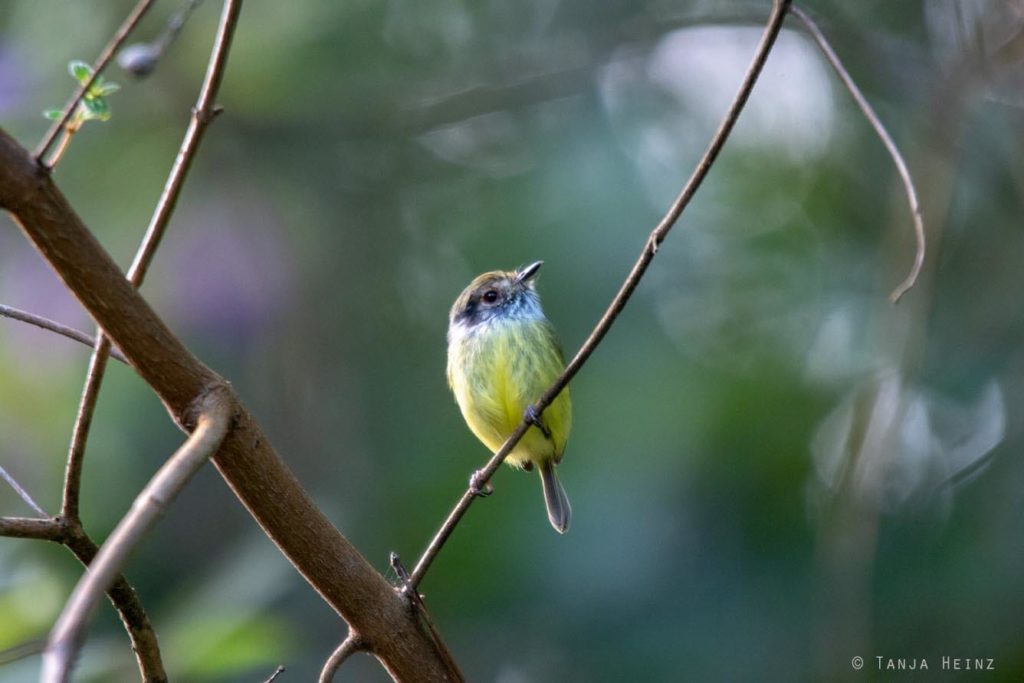 Vogelwelt Brasiliens
