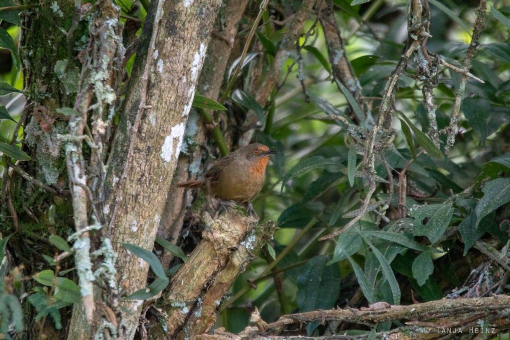 Vogelwelt Brasiliens