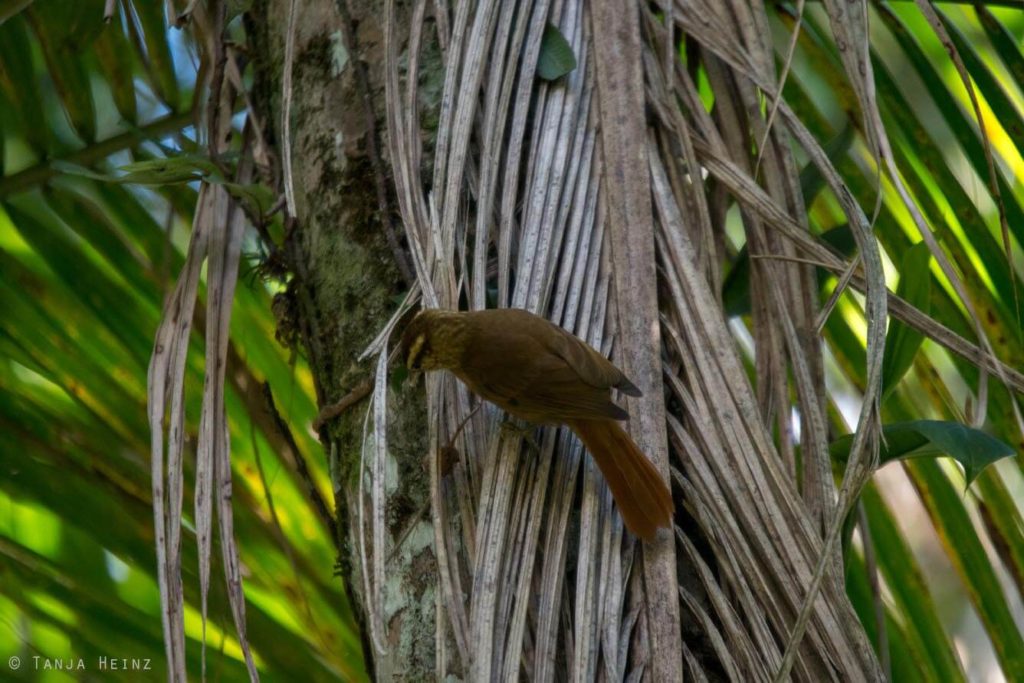 Vogelwelt Brasiliens