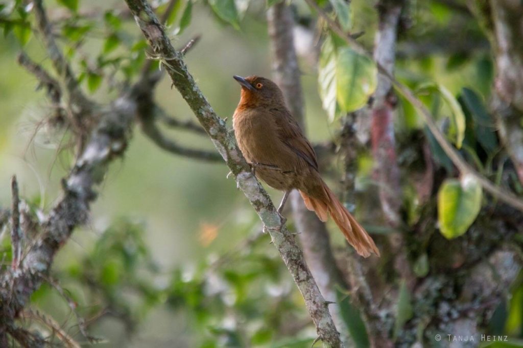 Vogelwelt Brasiliens